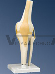 Functional Knee Joint Model